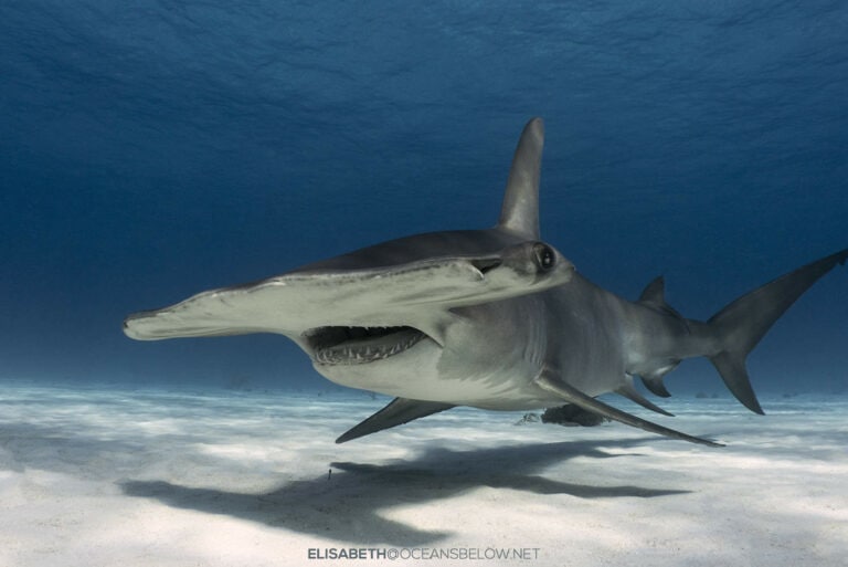 Hammerhead shark above white sand with blue ocean behind