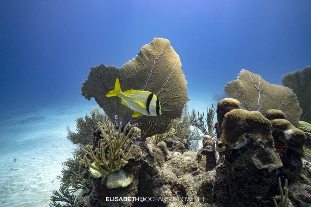 A yellow porkfish swimming next to coral reef in the Bahamas