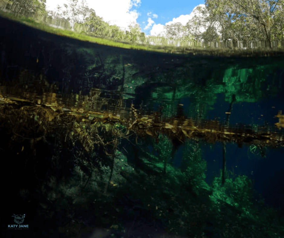 split shot photo of above and underwater surface in a cenote with green plants and water