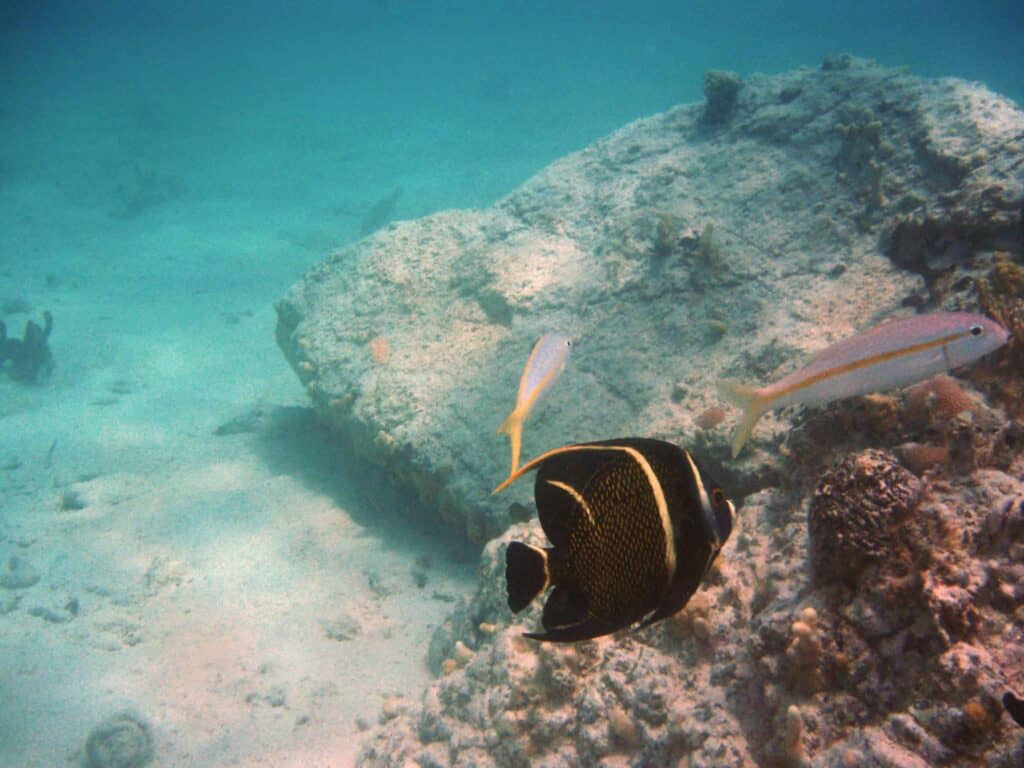 french angelfish swimming next to rock and reef in blue clear water