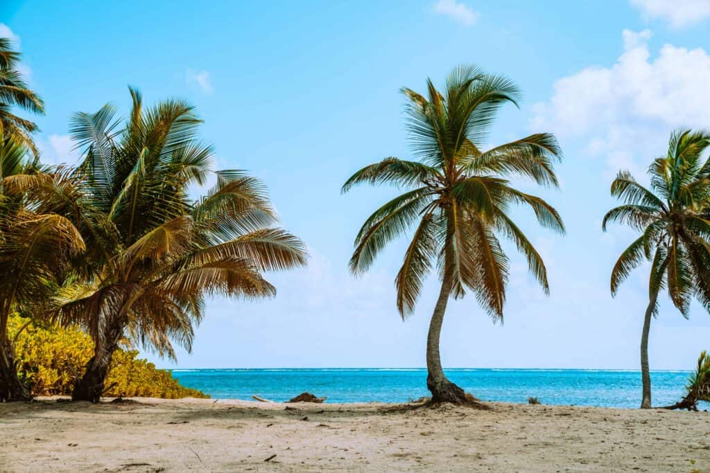 white sandy beach with palm trees and blue ocean
