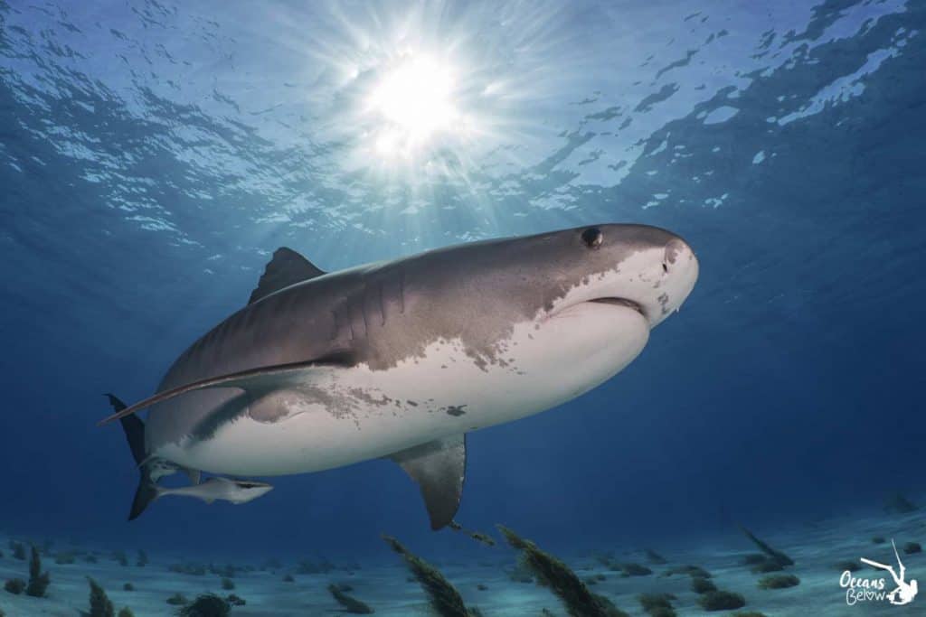 What Colours Attract Sharks? Katy Jane Dives