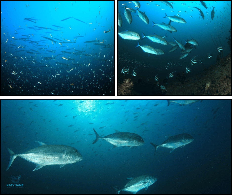 photos of schools of fish underwater