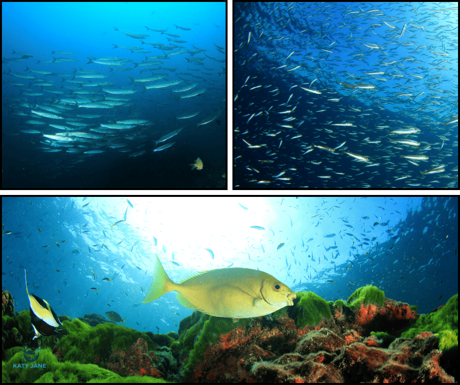 photos of schools of fish underwater and close up of fish and colourful coral reef
