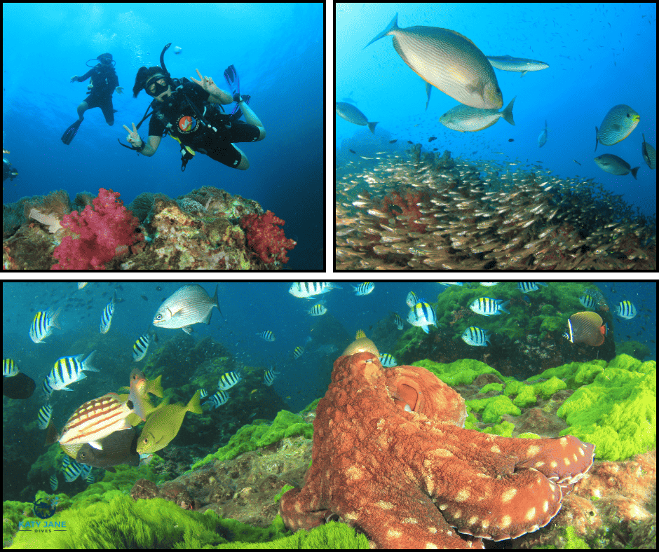 photos of colourful fish and corals with octopus and scuba diver