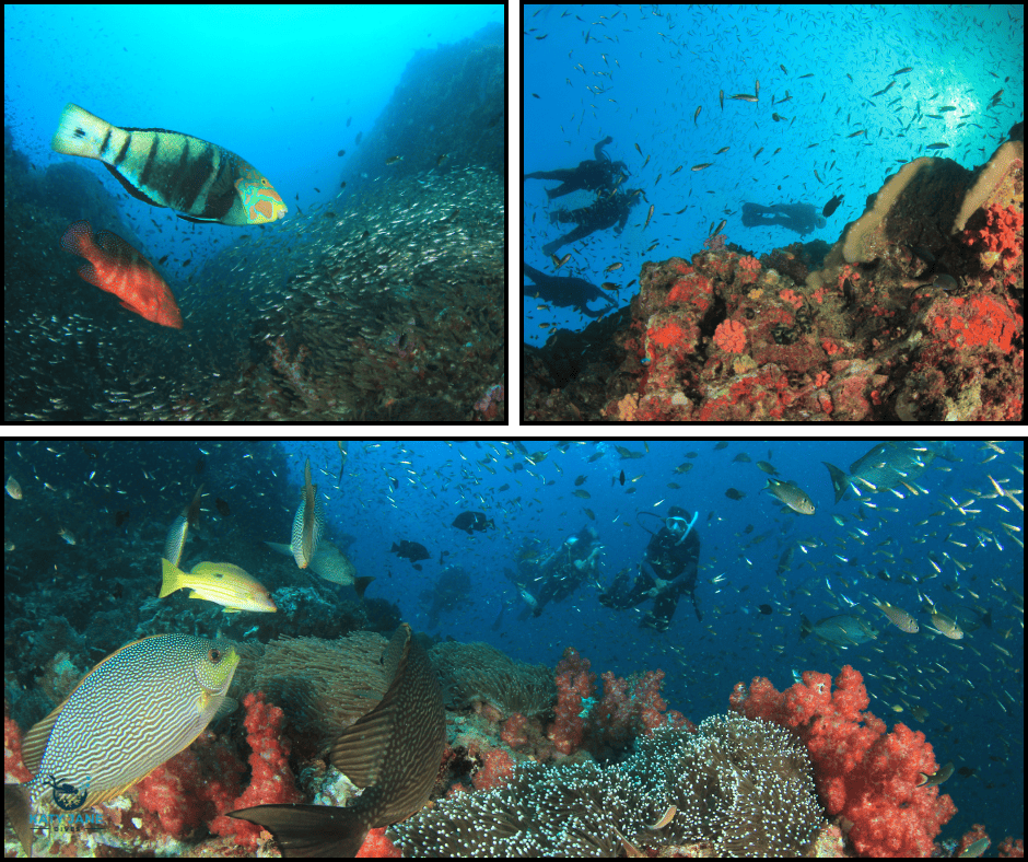 photos of underwater corals and fish with diver shadows