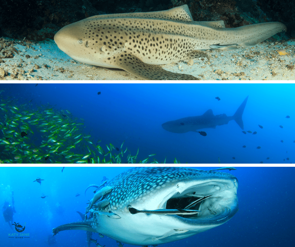 three photos of sharks underwater