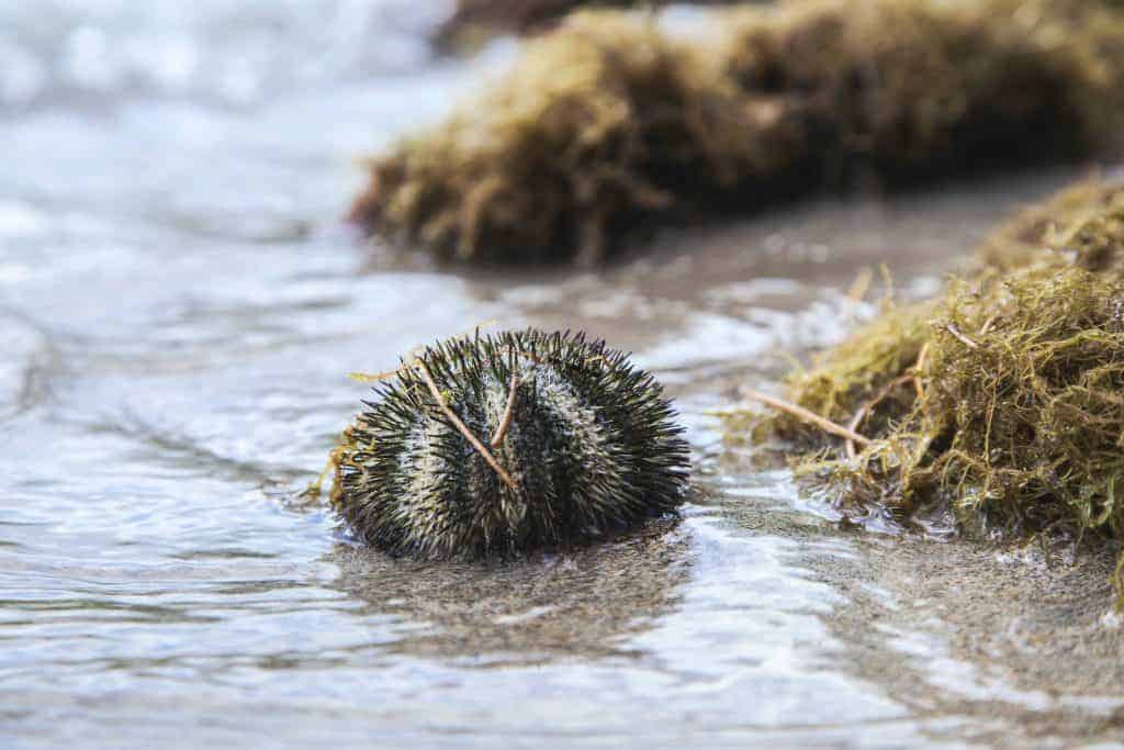 Sea Urchin in Foot What You Should Know Katy Jane Dives