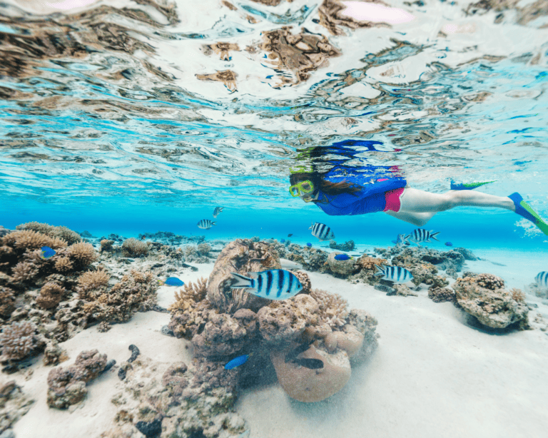 snorkeler in clear water with fish
