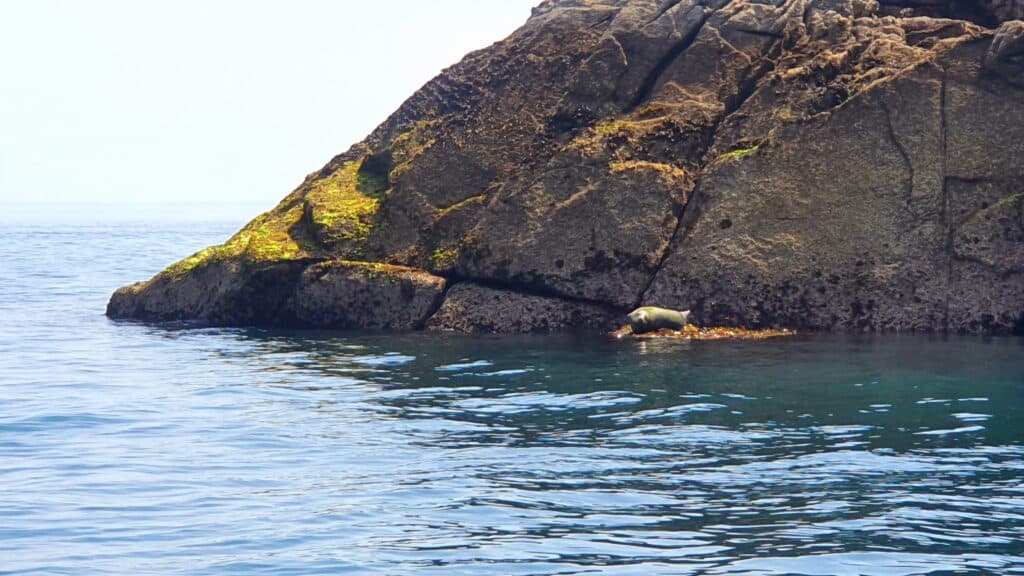 Seal lying on brown rocks by water