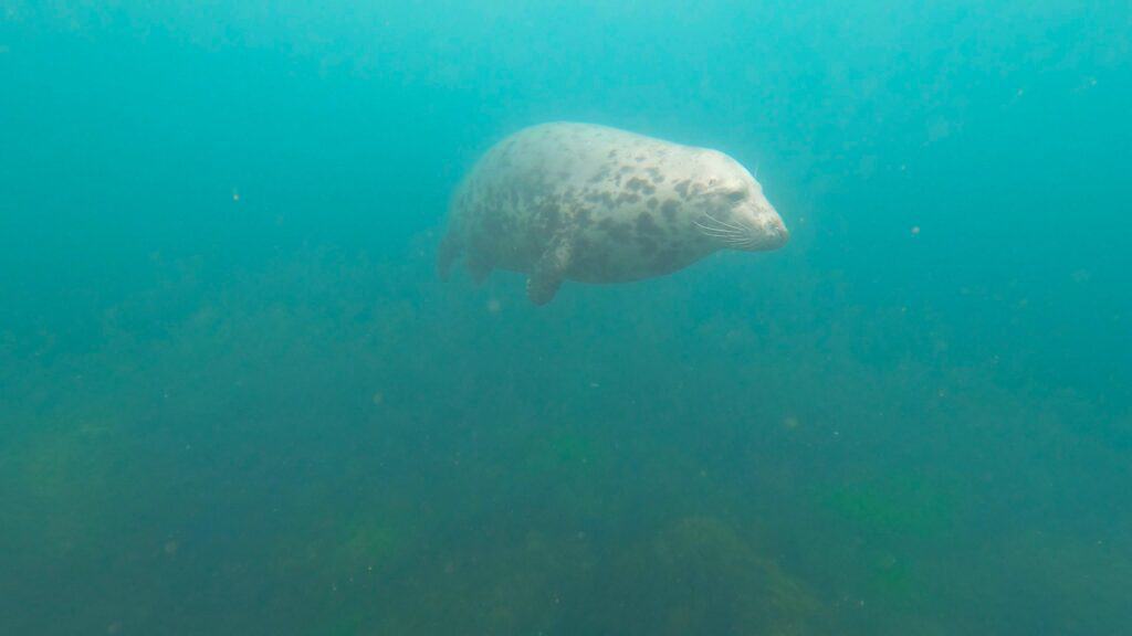 grey seal in green blue water lundy island