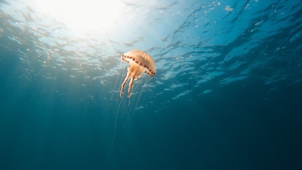 orange and brown jellyfish in blue clear water