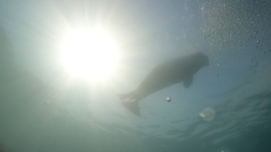 shadow of seal from underwater with sun
