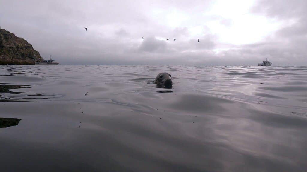 Seal head above grey water