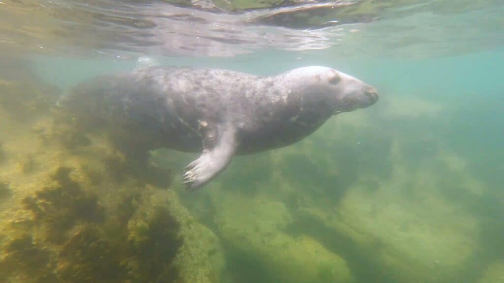 grey seal green underwater