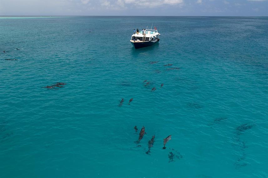 Scubaspa Ying from above with dolphins in blue water