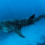 Whaleshark in the Maldives