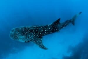 Whaleshark in the Maldives