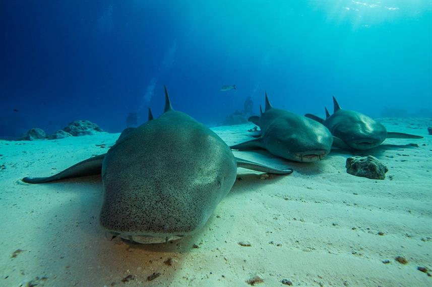 Nurse sharks resting on sand underwater