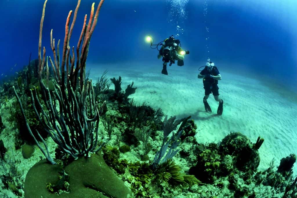 Scuba Diving vs Snorkeling