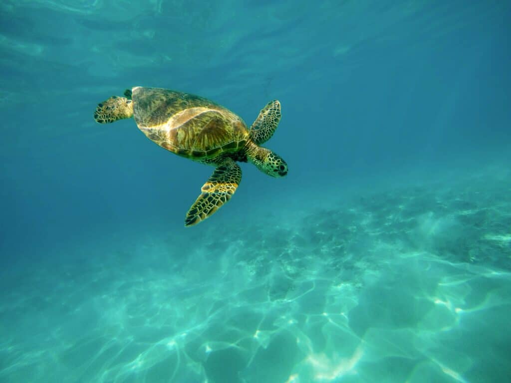 sea turtle swimming