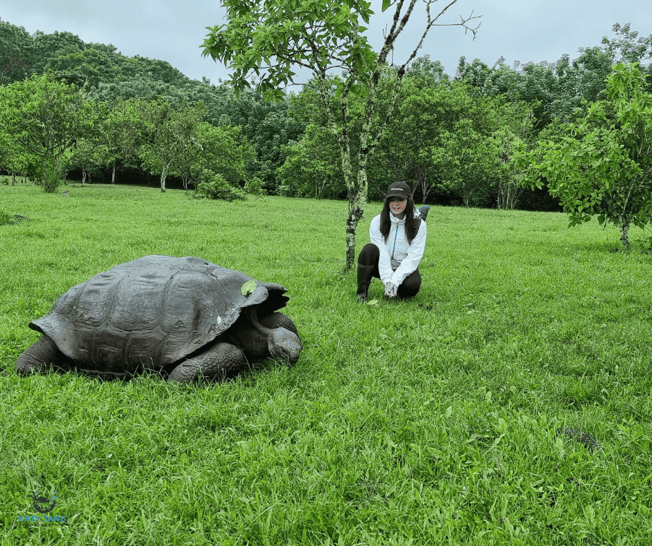 tortoise and person on green grass with trees in background