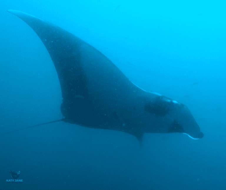 manta ray in blue water