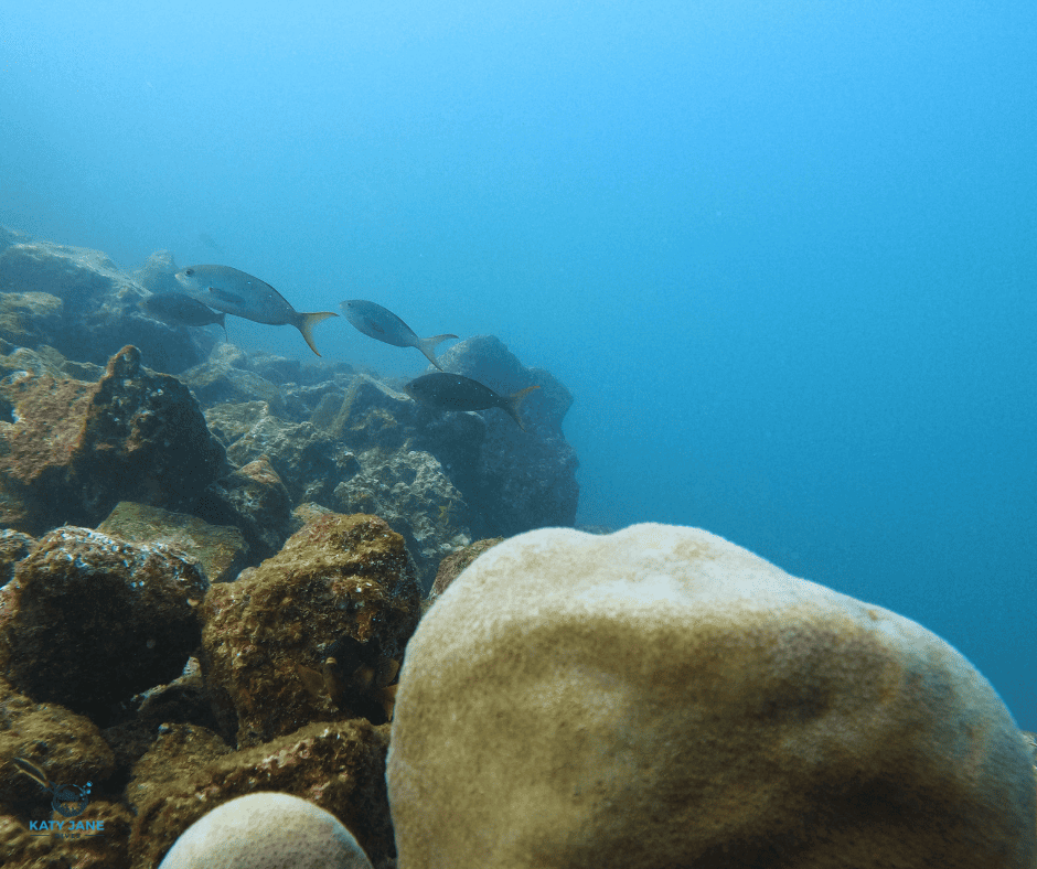 coral reef rocks and fish in blue water galapagos