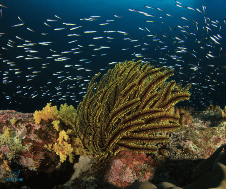 coral reef with silver fish and blue water