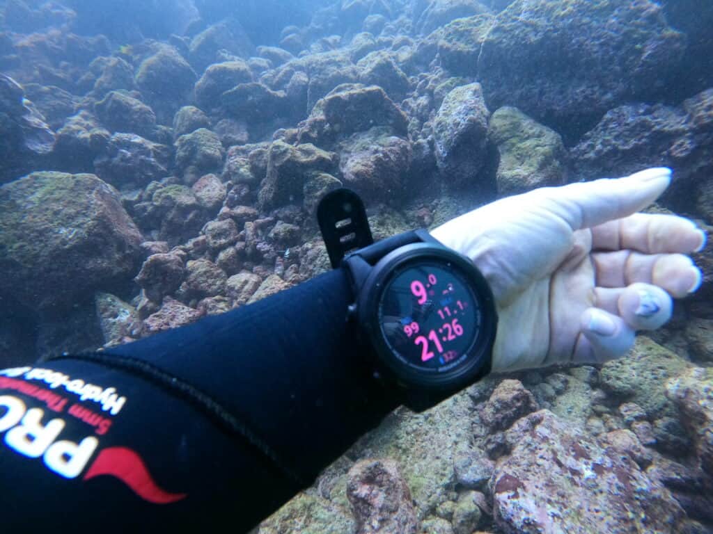 shearwater tern tx on divers arm underwater with rocks