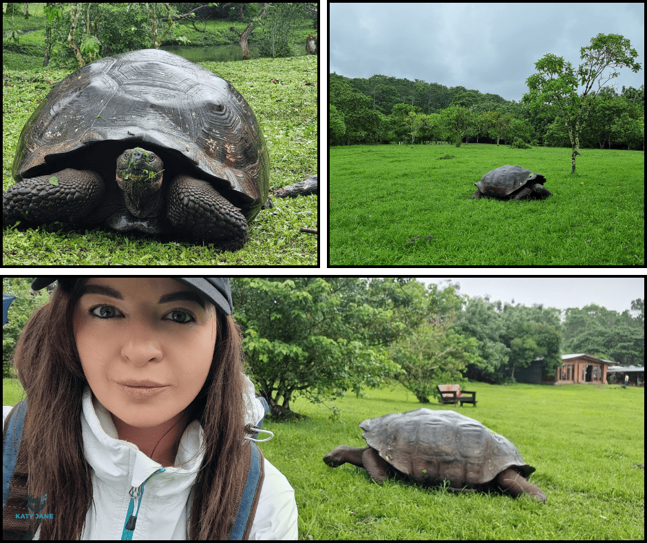 photos of giant tortoise on greed grass with person