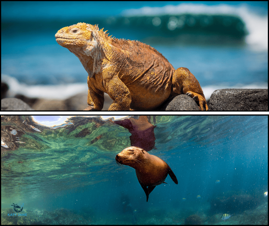 an iguana and a sealion