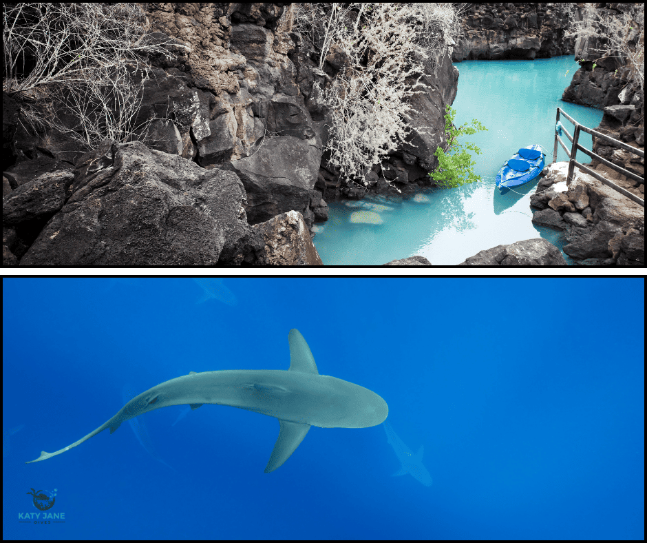 photo of small lagoon from above with blue water and volcanic rocks. photo of galapagos shark from above in blue water