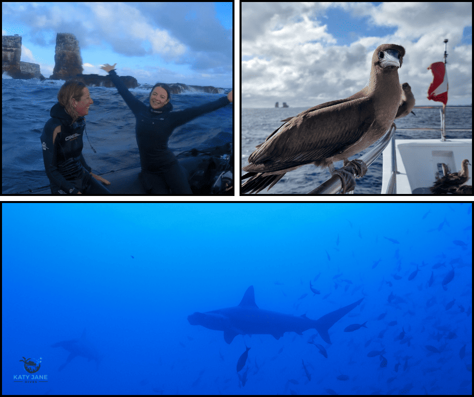 photos of shark in blue water, divers on small boat in front of big rocks, bird on boat