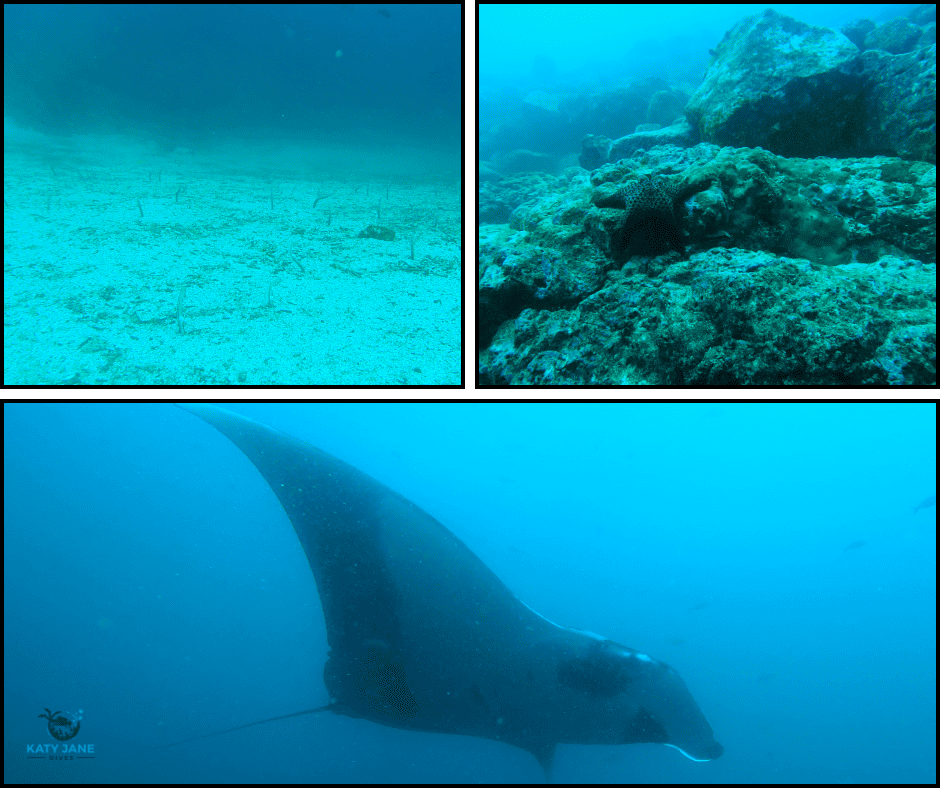 underwater animals in blue water with rocks