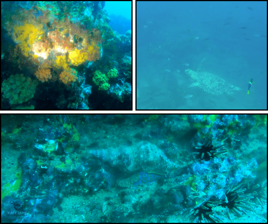 underwater photos of coral and rocks and galapagos conch