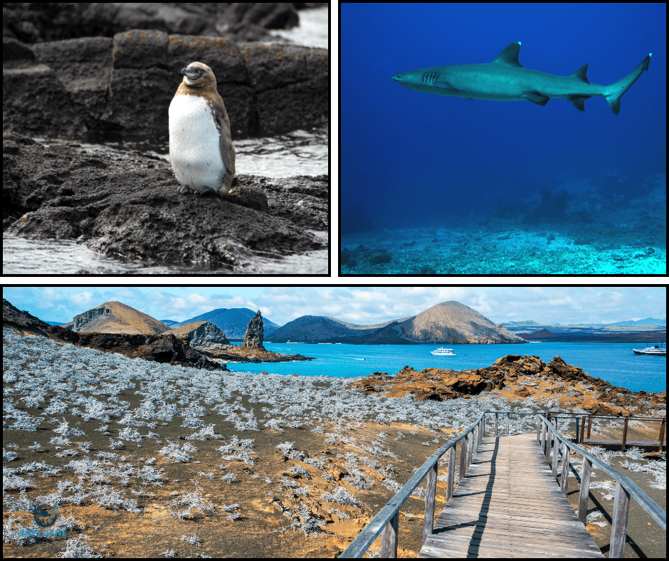 three photos of penguin on rocks, walkway on volcani island with ocean in the distance and underwater with white tip shark