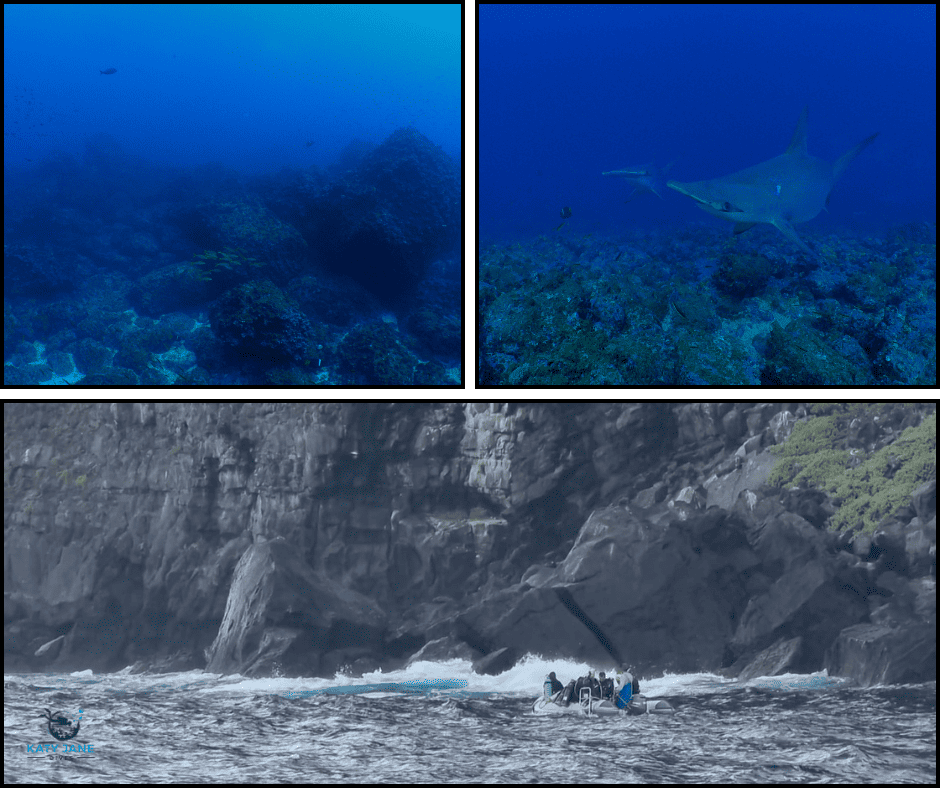 underwater blue with rocks and hammerhead sharks