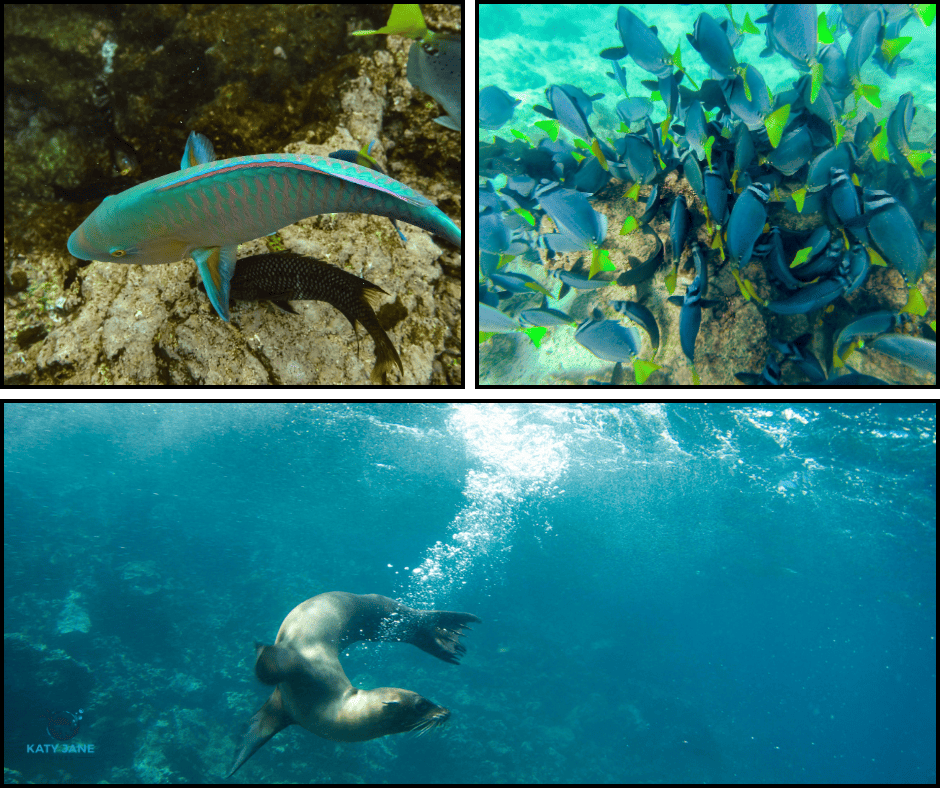 fish and sealions underwater