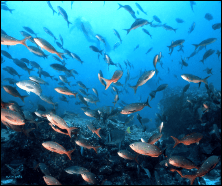 school of fish underwater with some rocks and diver shadow