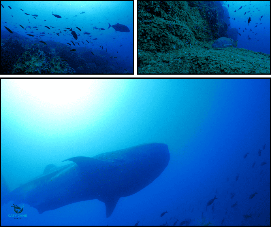 photos of underwater with large fish against the blue and rocks