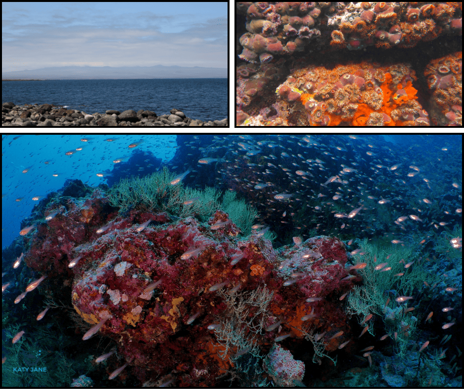 photos of rocky island and underwater corals