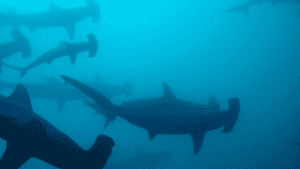 hammerhead shark group in blue water