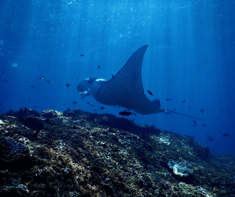 large manta ray underwater above rock