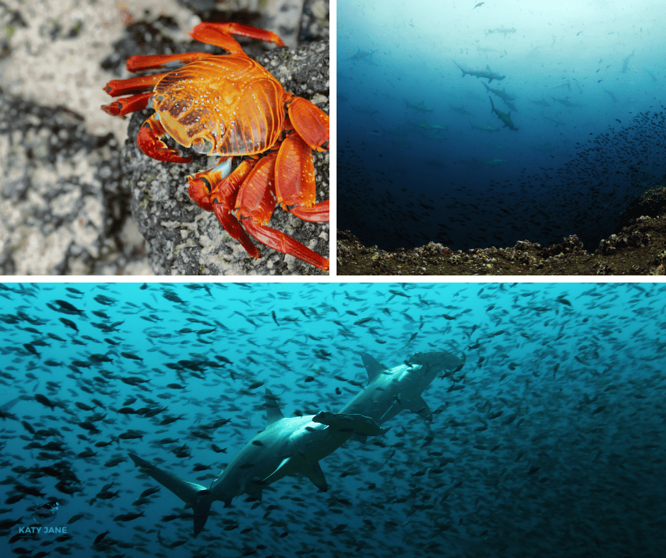 photos of crab on rock, sharks underwater in blue ocean