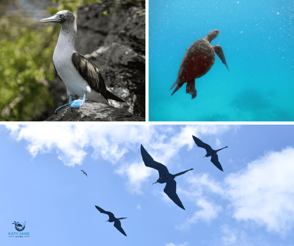 photos of sea turtle swimming through blue water, photo of bird with blue feet and white and brown body, photo of birds flying in sky from beneath