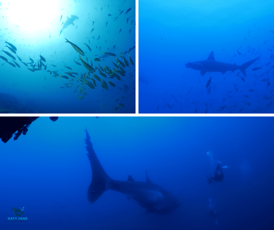 photos of sharks swimming in the blue