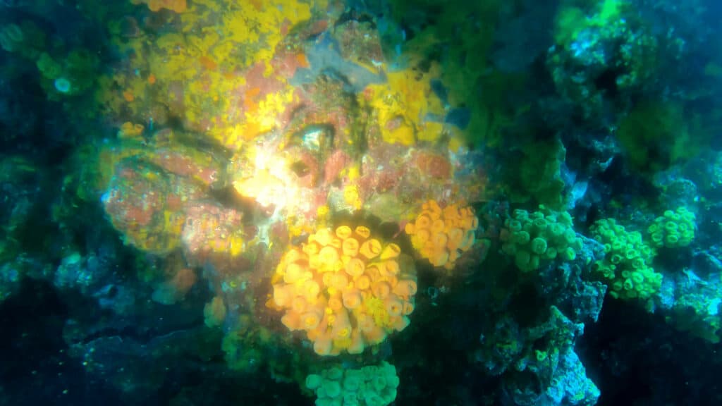 bright light shining on coral reef underwater with yellow coral