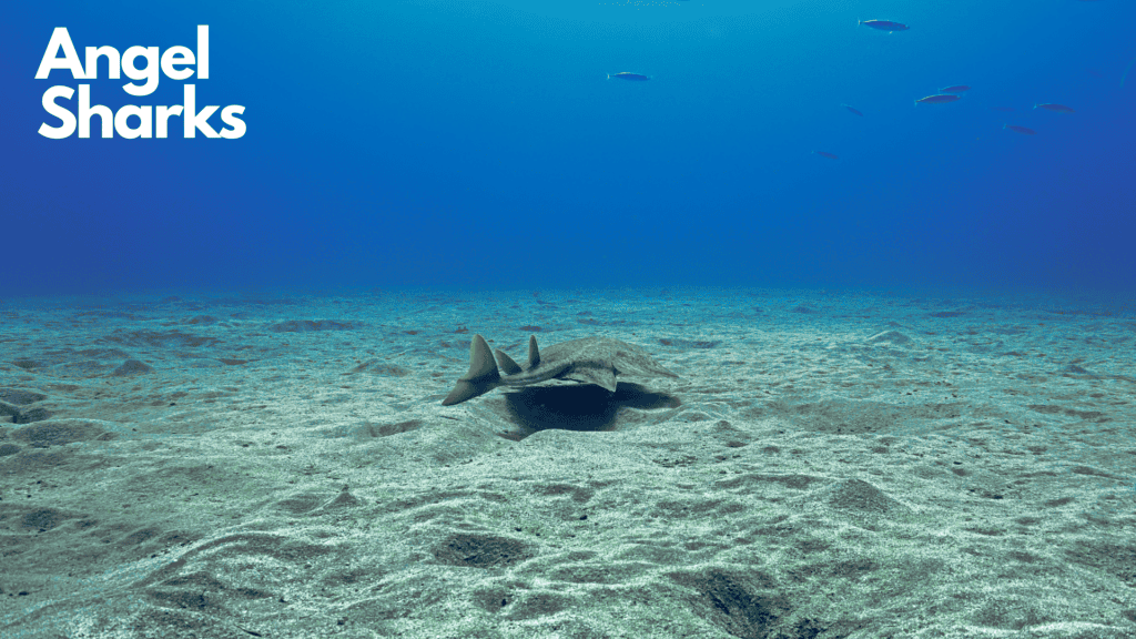 underwater photo of shark swimming away with blue water