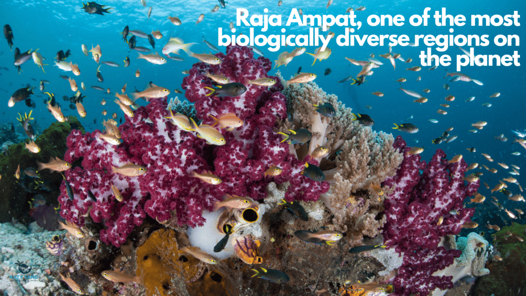 colourful coral reef underwater with lots of fish